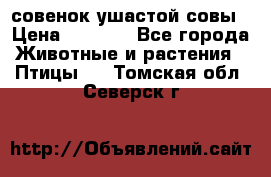 совенок ушастой совы › Цена ­ 5 000 - Все города Животные и растения » Птицы   . Томская обл.,Северск г.